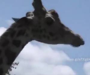 Stoute meisjes Giraffe heeft trek in een stijve paal. Kijk haar die paal pijpen! 